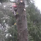 Business 5 image A B C TREE MEN Tree Work & Forestry Services in Burnaby BC
