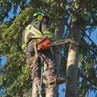 Business 6 image A B C TREE MEN Tree Work & Forestry Services in Burnaby BC