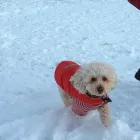 Business 4 image A1TAILWAGGERS INCORPORATED Pet Training in Toronto ON