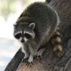 Entreprises 3 image AAA WILDLIFE CONTROL Pest & Vermin Control dans Burnaby BC