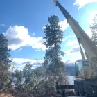 Entreprises 8 image ACTION TREE SERVICE Tree Work & Forestry Services dans Kelowna BC