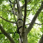 Entreprises 6 image AL MILEY TREE REMOVAL Tree Service/surgeons dans Mississauga ON