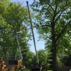 Entreprises 1 image AL MILEY TREE REMOVAL Tree Service/surgeons dans Mississauga ON