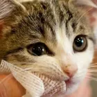 Entreprises 2 image AMBASSADOR ANIMAL HOSPITAL Health & Medicine dans Windsor ON