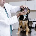 Entreprises 3 image AMBASSADOR ANIMAL HOSPITAL Health & Medicine dans Windsor ON