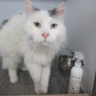 Business 9 image AMI POUR LA VIE Shopping in Montréal QC