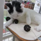 Business 14 image AMI POUR LA VIE Shopping in Montréal QC