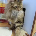 Business 16 image AMI POUR LA VIE Shopping in Montréal QC