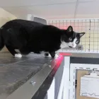 Business 1 image AMI POUR LA VIE Shopping in Montréal QC