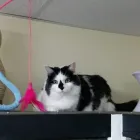 Business 23 image AMI POUR LA VIE Shopping in Montréal QC