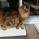 Business 27 image AMI POUR LA VIE Shopping in Montréal QC