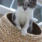 Business 28 image AMI POUR LA VIE Shopping in Montréal QC