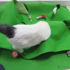 Business 29 image AMI POUR LA VIE Shopping in Montréal QC