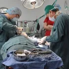 Business 1 image ANIMAL MEDICAL CENTRE EDMONTON LTD Veterinarians in Edmonton AB