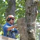 Business 4 image AP TREE SERVICE Tree Work & Forestry Services in Bowmanville ON