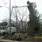 Business 5 image AP TREE SERVICE Tree Work & Forestry Services in Bowmanville ON