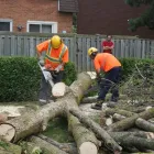 Business 6 image AP TREE SERVICE Tree Work & Forestry Services in Bowmanville ON