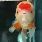 Business 1 image APRILS AQUARIUM Shopping in Burnaby BC