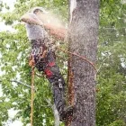 Business 2 image ARBOR-US TOTAL TREE SERVICE Tree Work & Forestry Services in Dartmouth NS