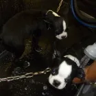 Business 2 image AUTOXPRESS Car Wash & Detailing in Burnaby BC