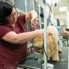 Business 4 image B-PRO GROOMING Pet Grooming Services in Brampton ON