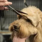 Business 1 image B-PRO GROOMING Pet Grooming Services in Brampton ON