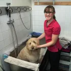 Business 2 image B-PRO GROOMING Pet Grooming Services in Brampton ON