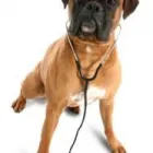 Business 2 image BANK ST ANIMAL HOSPITAL Veterinarians in Ottawa ON