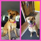 Business 5 image BARKLEYS MUTTLAND PET GROOMING Pet Grooming Services in Kelowna BC