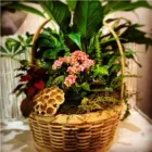 Business 3 image BELLAMY FLOWERS - LOCATED IN THE HEART OF MISSISSAUGA & BRAMPTON Shopping in Brampton ON