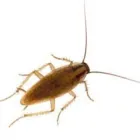 Entreprises 2 image BIZ EXTERMINATEUR Pest & Vermin Control dans Montréal QC