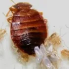 Entreprises 3 image BIZ EXTERMINATEUR Pest & Vermin Control dans Montréal QC