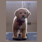 Entreprises 3 image BOW WOW DOG GROOMING Pet Grooming Services dans Edmonton AB