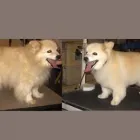 Entreprises 4 image BOW WOW DOG GROOMING Pet Grooming Services dans Edmonton AB