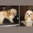 Entreprises 2 image BOW WOW DOG GROOMING Pet Grooming Services dans Edmonton AB