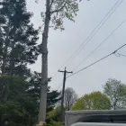 Business 6 image BRANCHES TREE SERVICE Tree Work & Forestry Services in Bowmanville ON
