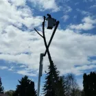 Business 7 image BRANCHES TREE SERVICE Tree Work & Forestry Services in Bowmanville ON