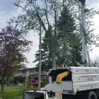 Business 8 image BRANCHES TREE SERVICE Tree Work & Forestry Services in Bowmanville ON