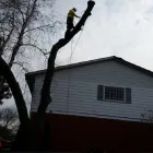 Business 9 image BRANCHES TREE SERVICE Tree Work & Forestry Services in Bowmanville ON