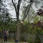 Business 11 image BRANCHES TREE SERVICE Tree Work & Forestry Services in Bowmanville ON
