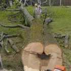 Business 16 image BRANCHES TREE SERVICE Tree Work & Forestry Services in Bowmanville ON