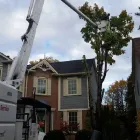 Business 18 image BRANCHES TREE SERVICE Tree Work & Forestry Services in Bowmanville ON