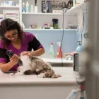Entreprises 8 image BRIMLEY-LAWRENCE ANIMAL CLINIC Veterinarians dans Scarborough ON