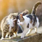 Entreprises 23 image BRIMLEY-LAWRENCE ANIMAL CLINIC Veterinarians dans Scarborough ON