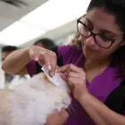 Entreprises 27 image BRIMLEY-LAWRENCE ANIMAL CLINIC Veterinarians dans Scarborough ON