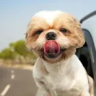 Entreprises 28 image BRIMLEY-LAWRENCE ANIMAL CLINIC Veterinarians dans Scarborough ON