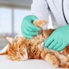 Entreprises 29 image BRIMLEY-LAWRENCE ANIMAL CLINIC Veterinarians dans Scarborough ON