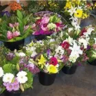 Entreprises 1 image BUNCHES PARK ALLEN PLACE Shopping dans Edmonton AB