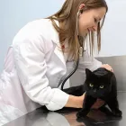Entreprises 10 image BURNHAMTHORPE ANIMAL HOSPITAL Veterinarians dans Mississauga ON