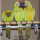 Business 2 image C & C FARMS AVIARY & EXOTIC PETS Shopping in Windsor ON